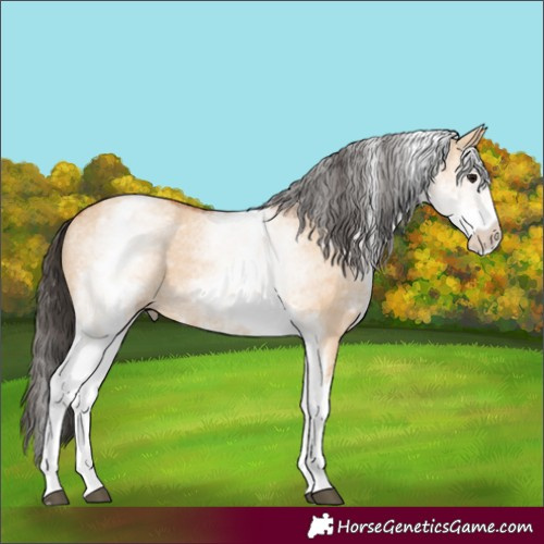 Horse Color:White Spotted Bay Dun 