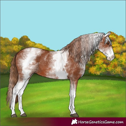 Horse Color:White Spotted Chestnut 