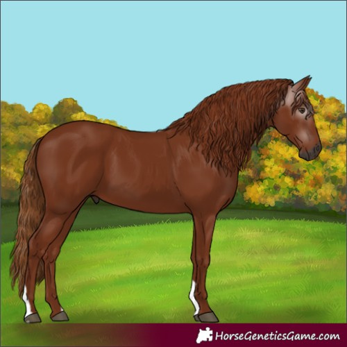 Horse Color:Gray Chestnut
