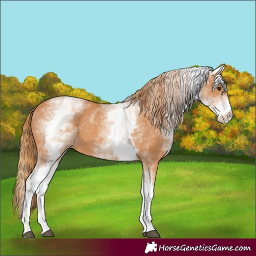 Horse Color:White Spotted Chestnut