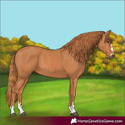 Horse Color:Chestnut 