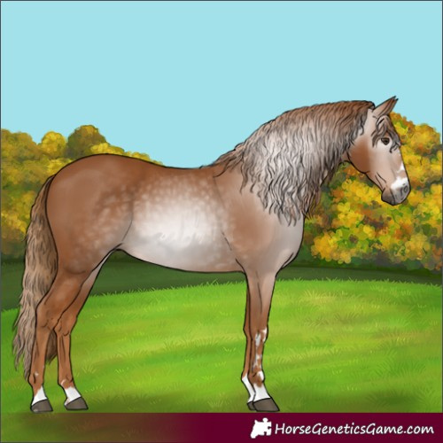 Horse Color:Gray Chestnut 