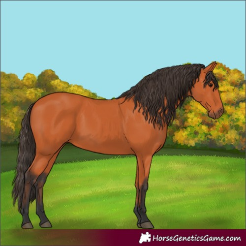 Horse Color:Bay 