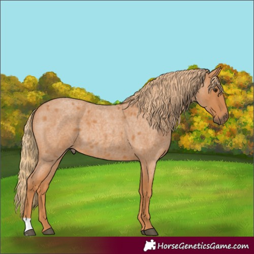 Horse Color:Red Roan 