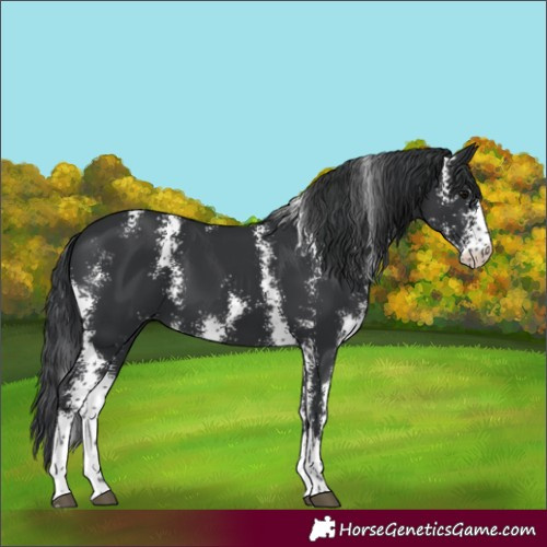 Horse Color:Black Sabino