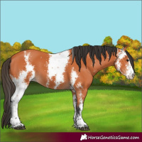 Horse Color:Bay Sabino 
