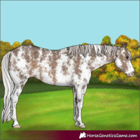 Horse Color:Silver Brown Dun Sabino
