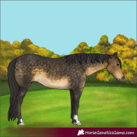 Horse Color:Buckskin