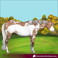 Horse Color:White Spotted Silver Brown Dun Frame 