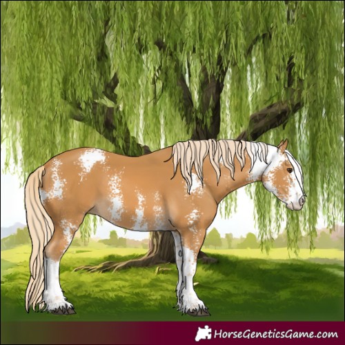 Horse Color:Palomino Sabino