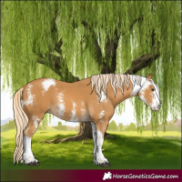 Horse Color:Palomino Sabino 
