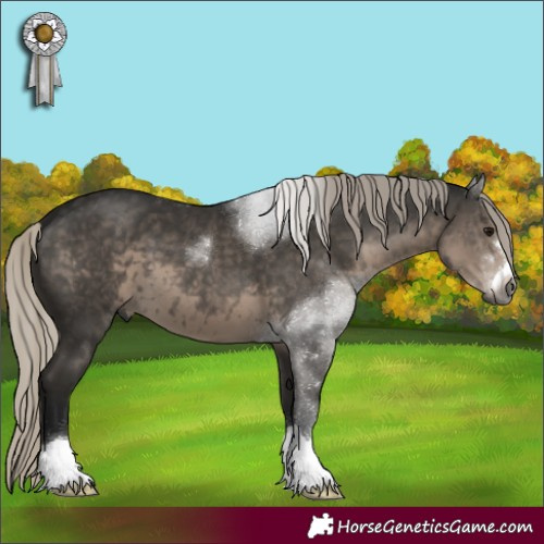 Horse Color:Gray Silver Smoky Black