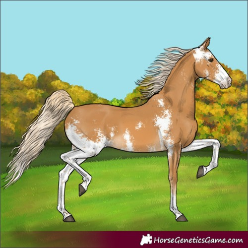 Horse Color:Palomino Sabino