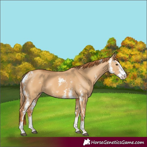 Horse Color:Red Dun Sabino 