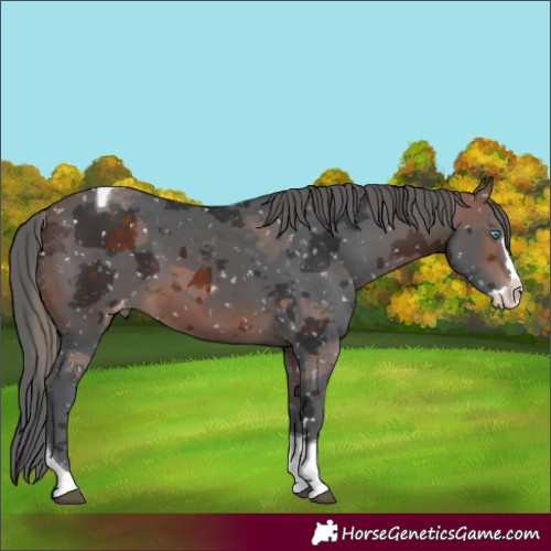 Horse Color:Brown Merle Splash Tobiano Appaloosa