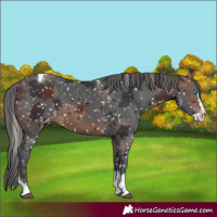 Horse Color:Brown Merle Splash Tobiano Snowflake Varnish 