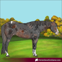 Horse Color:Brown Merle Splash Tobiano Snowflake Varnish
