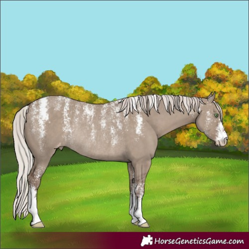 Horse Color:Powder White Silver Grullo Varnish Rabicano 