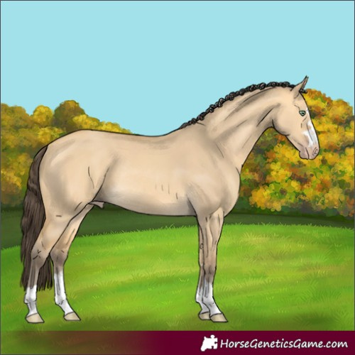 Horse Color:Amber Cream Champagne Dun Rabicano