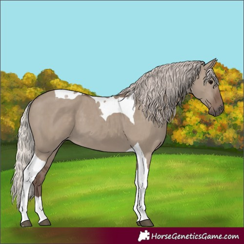 Horse Color:Silver Grullo Tobiano 