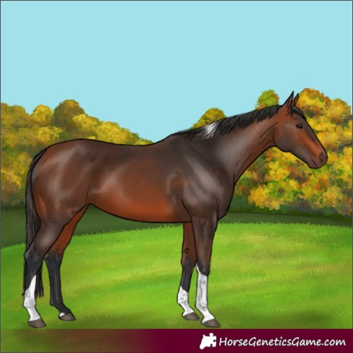 Horse Color:Bay Tobiano