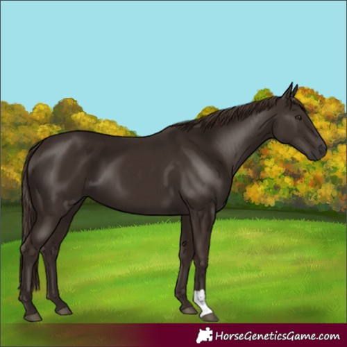 Horse Color:Liver Chestnut