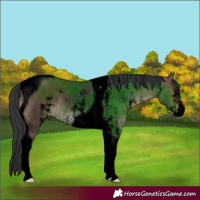 Horse Color:Void Brown Dun Sabino Tobiano Rabicano 