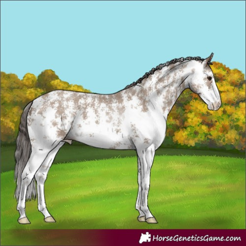Horse Color:Classic Champagne Sabino