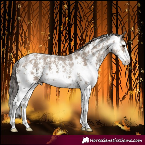 Horse Color:Classic Champagne Sabino 