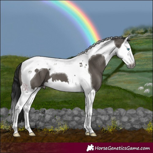 Horse Color:Gray Smoky Grullo Splash Tobiano 