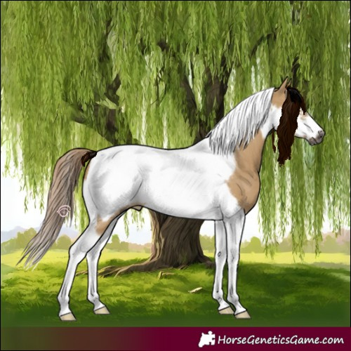 Horse Color:Gray Chocolate Palomino Dun Tobiano Frame 