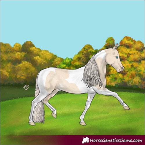Horse Color:Cremello Dun Tobiano