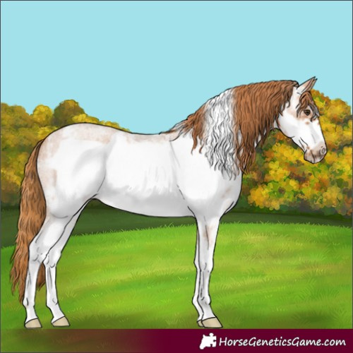 Horse Color:Red Roan Sabino Frame 