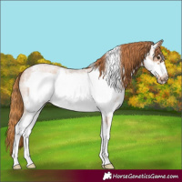 Horse Color:Red Roan Sabino Frame
