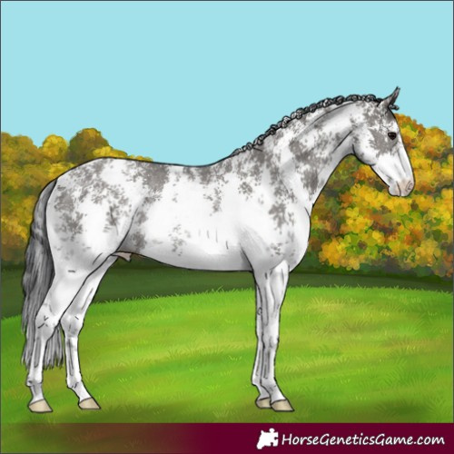Horse Color:Grullo Sabino Rabicano