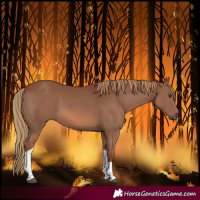 Horse Color:Chestnut Tobiano