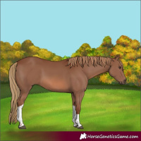 Horse Color:Chestnut Tobiano 