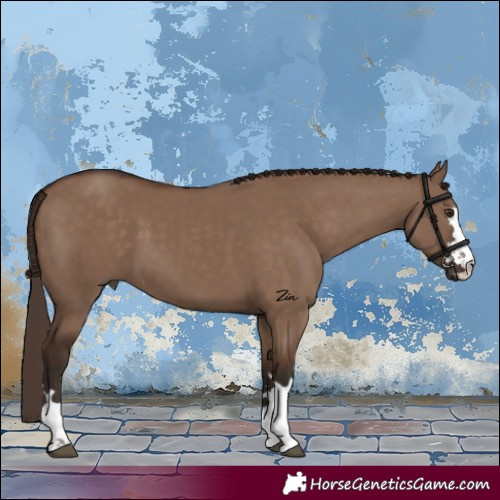 Horse Color:Liver Red Dun 