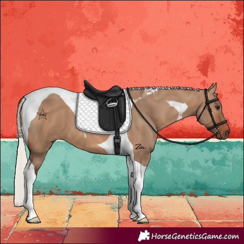 Horse Color:Silver Brown Dun Tobiano 