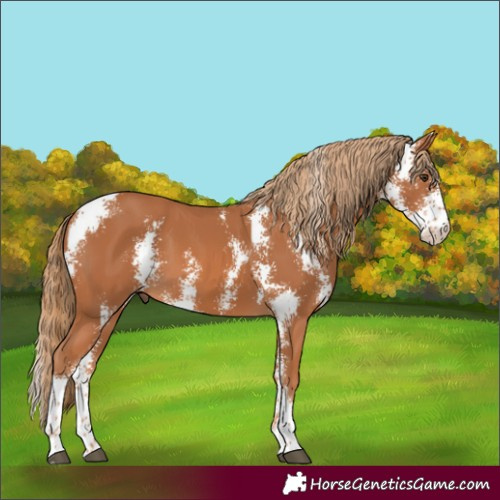 Horse Color:Unknown 
