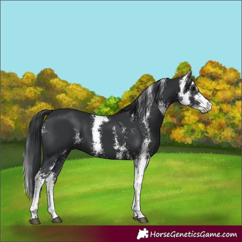 Horse Color:Black Sabino 