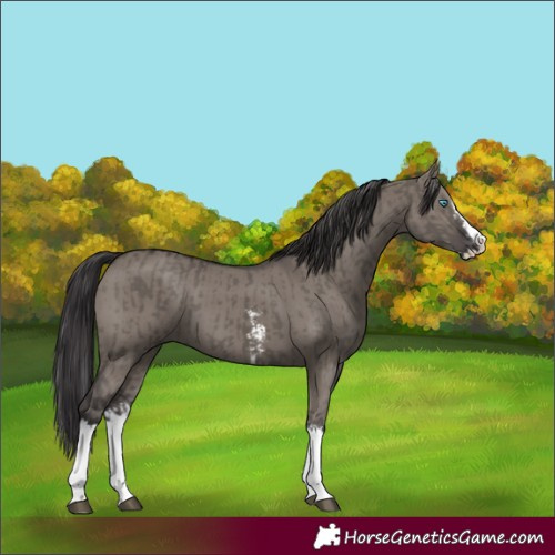 Horse Color:Smoky Grullo Sabino Splash  and Smoky Grullo Sabino Splash 