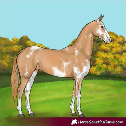 Horse Color:Chestnut Sabino