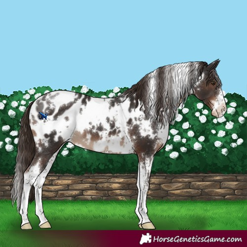 Horse Color:White Spotted Liver Chestnut Sabino Near Leopard 