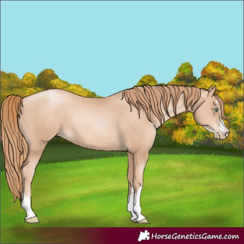 Horse Color:Gold Champagne Pearl Rabicano  and Gold Champagne Pearl Rabicano 