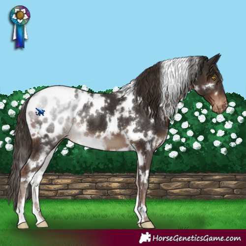 Horse Color:White Spotted Liver Chestnut Blanket