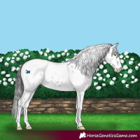 Horse Color:Brown Sabino Blanket 