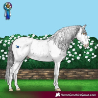 Horse Color:Black Sabino 