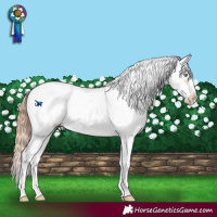 Horse Color:Sable Champagne Pearl Sabino Splash Frame 