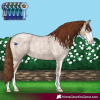 Horse Color:Red Dun Roan Sabino  and Red Dun Roan Sabino 